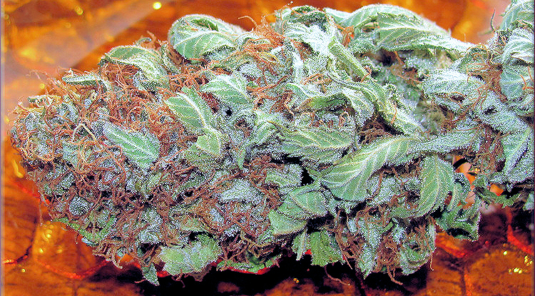 Blue Rhino 1947 is Elegant Bud