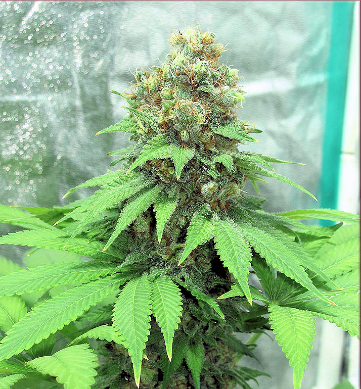 Nice Yielding with Large Colas
