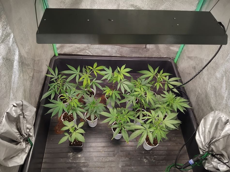 Cannabis world news indoor grow Maintaining the correct distance between the top of the canopy is key.