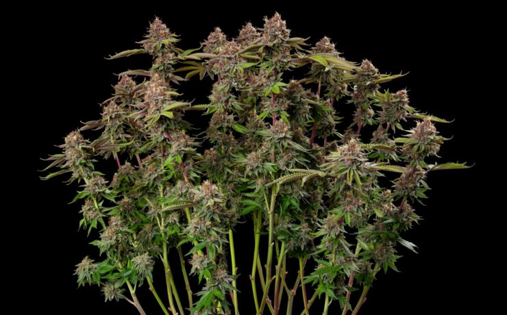 cannabis world news organic growing long spindly cannabis bud tops against a black backgroundtops