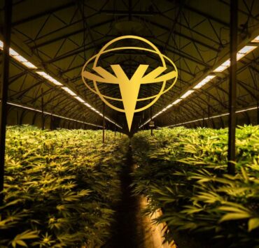 cannabis world news indoor growing indoor grow operation with Esttech logo superimposed over it