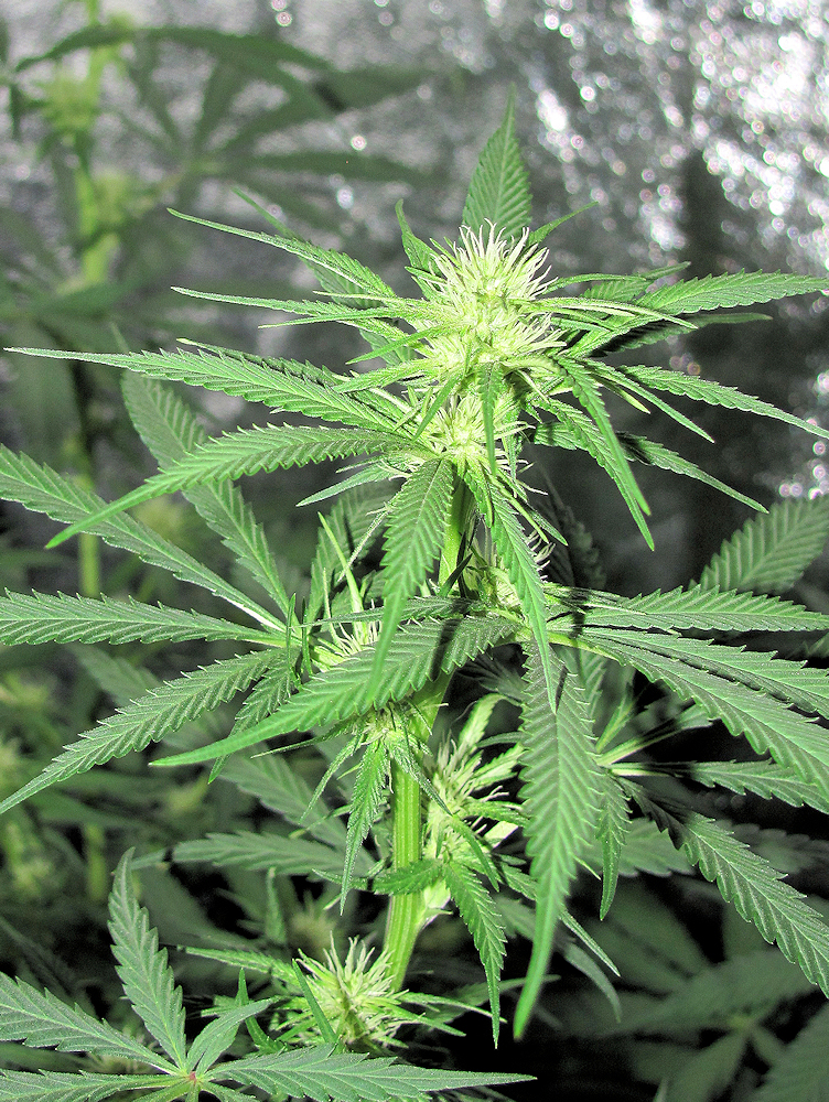 Black Poison Indoors at 2 Weeks into Flowering