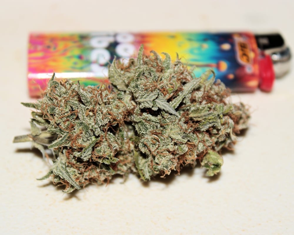 C99 in 2025 from Kingdom Organic Seeds