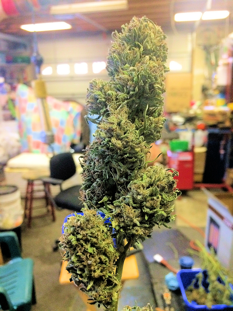 Kingdom Organic Seeds Customer Grown Black Poison Indoors
