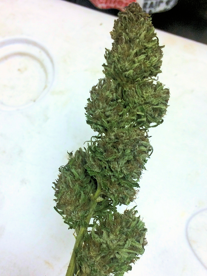 Large Black Poison Colas Indoors