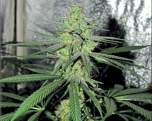 The Black Poison by KOS is a True Sativa Experience