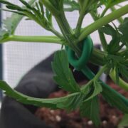 cannabis world news how to grow image of cannabis plant