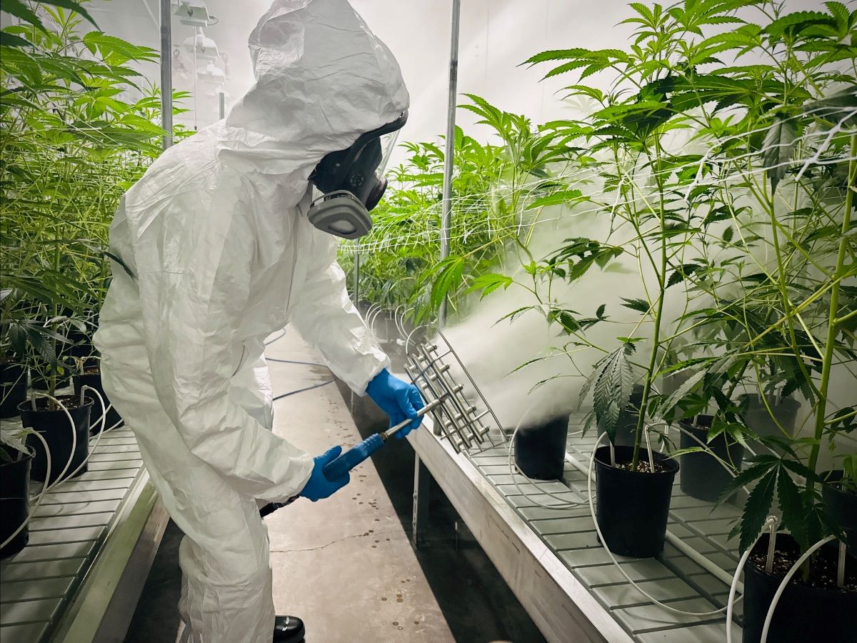 cannabis-world-news-consumer-educarion image of man in white protection suit spraying plants