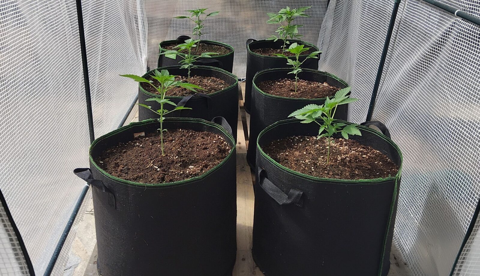 cannabis world news indoor growing image of potplants in pots in a row