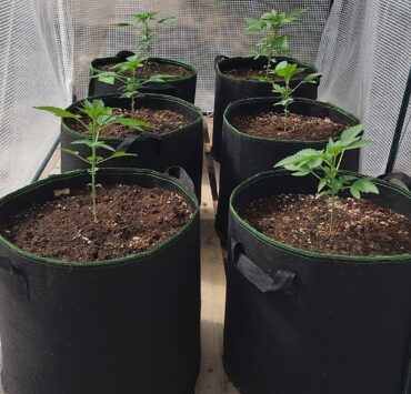 cannabis world news indoor growing image of potplants in pots in a row