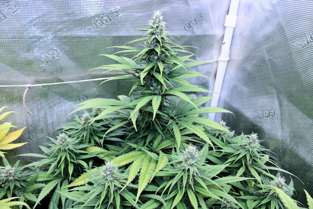 Lean on the Big Bloom More and Fishy Ferts Less as Flowering Progresses