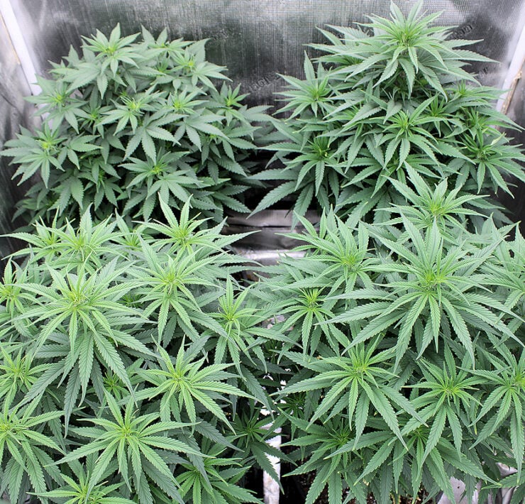 Malawi Moonshine Begin Flowering