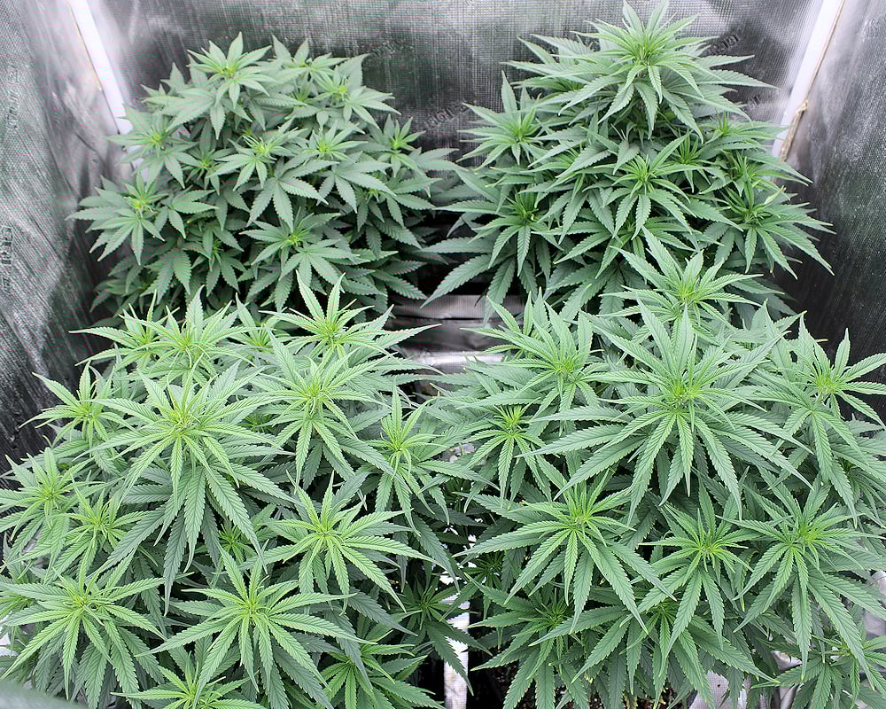 Malawi Moonshine Begin Flowering