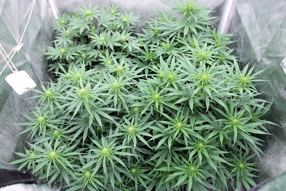 Running a Proper pH Level is Critical for Happy Plants