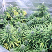 Simple Organic Growing Method Rocks