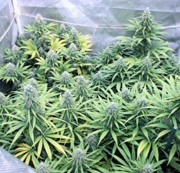 Simple Organic Growing Method Rocks