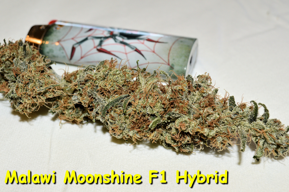 Using Rev-Eyes on This Look of the Malawi Moonshine Bud Brings the Word Spooky to Mind