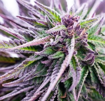 cannabis world news purple and green, frosted cannabis plant top