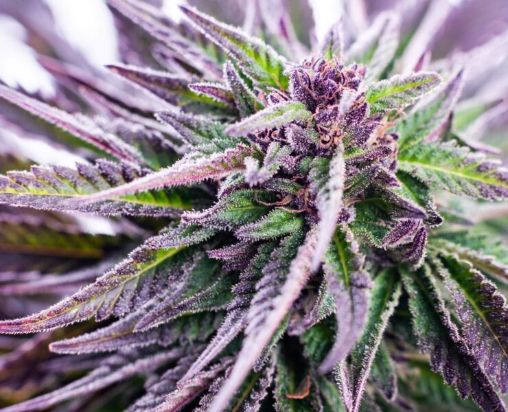 cannabis world news purple and green, frosted cannabis plant top