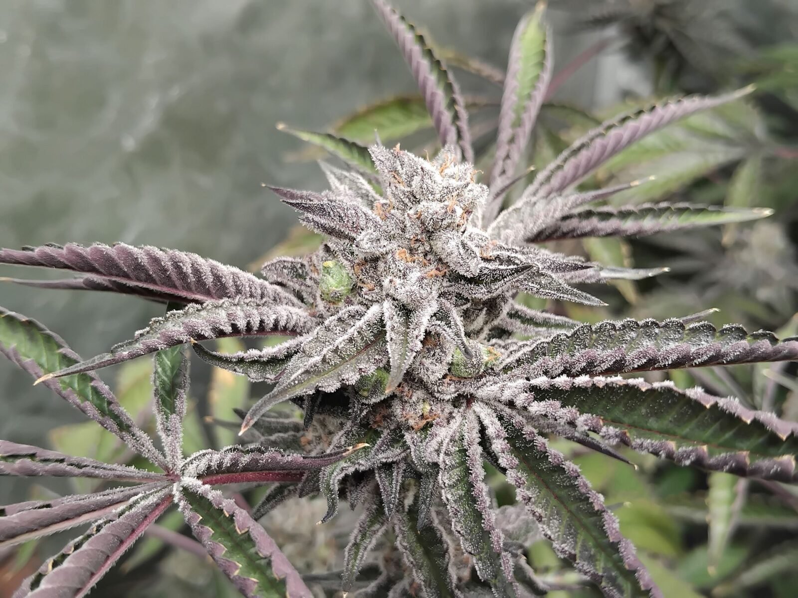 cannabis world news image of: A flushed Ice Cream Cake ready to harvest grown by Samir.