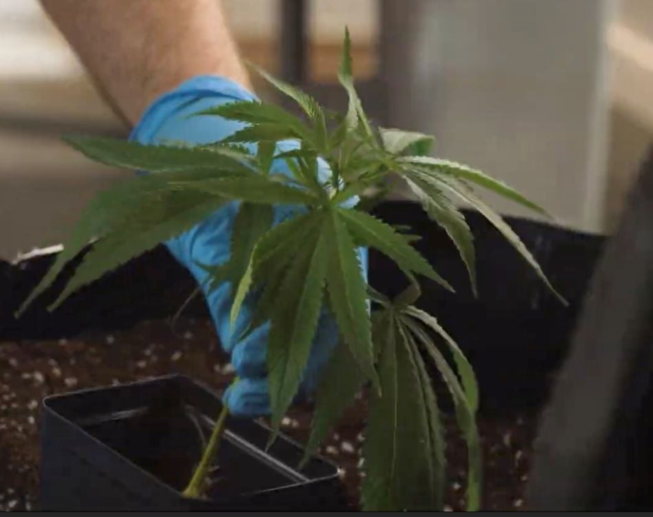 cannabis world news image of cannabis plant cutting