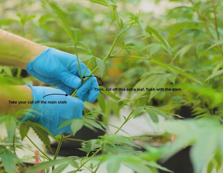 cannabis world news image of person cutting outdoor cannabis plant