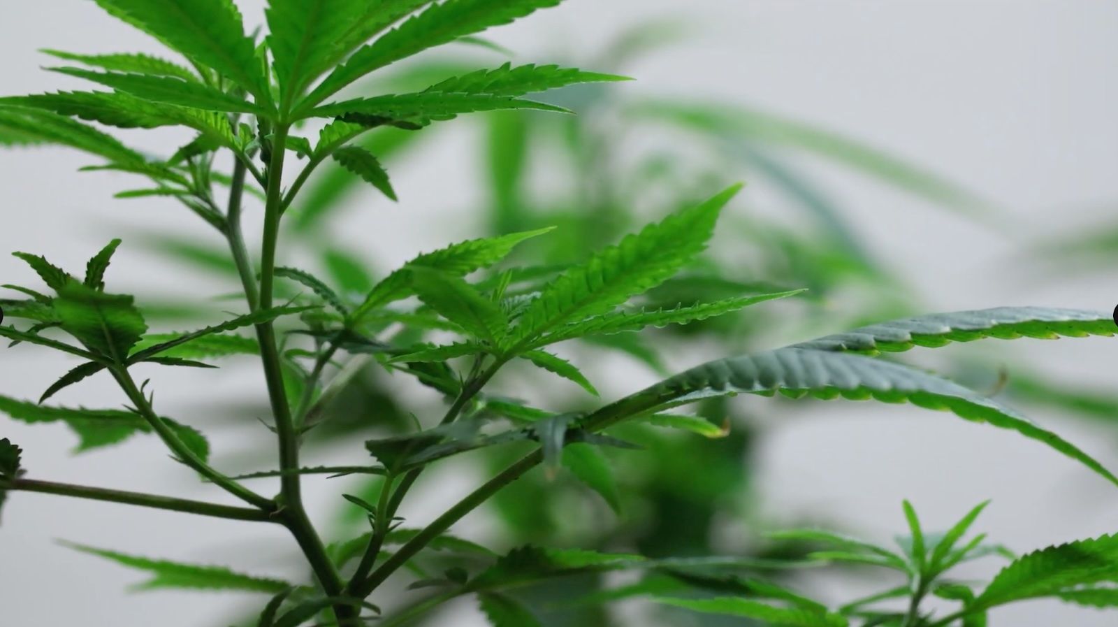 cannabis world news image of indoor cannabis plant