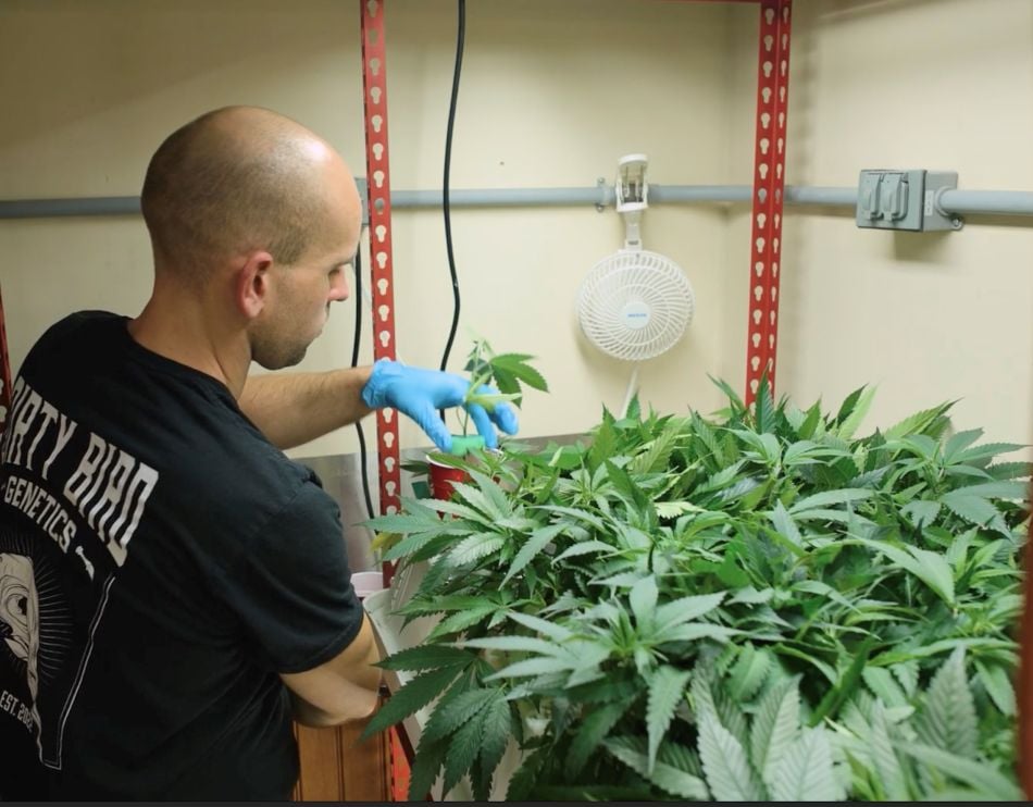 cannabis-world-news- man tensing indoor cannabis grow