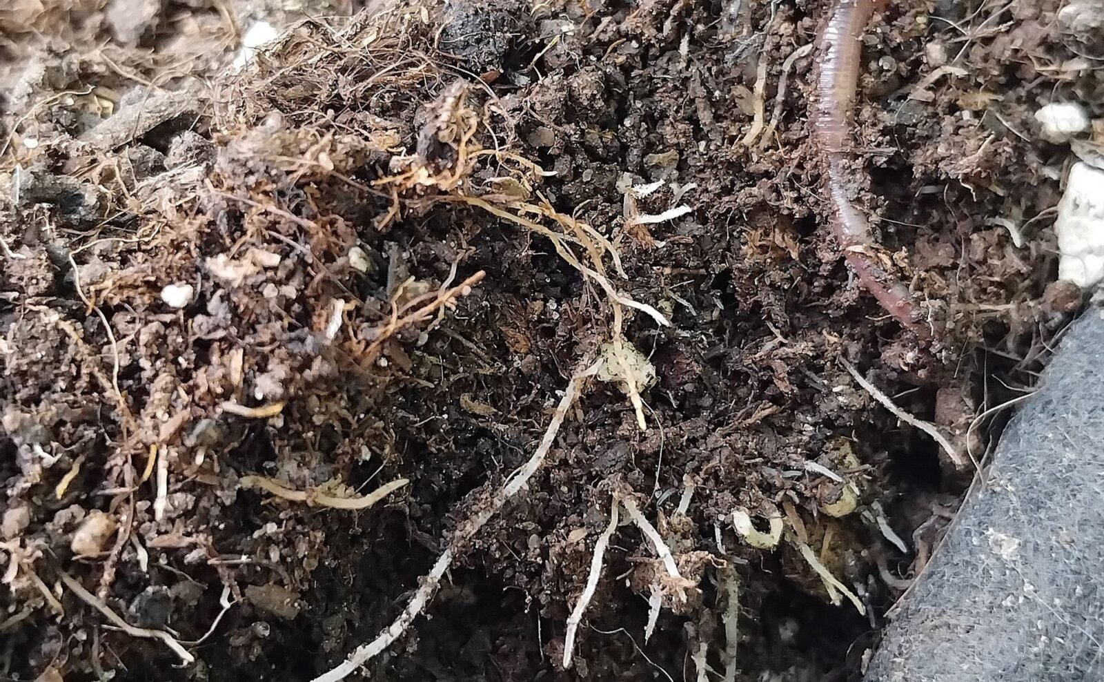 cannabis world news how to grow organic growing An example of soil that has worms inside.