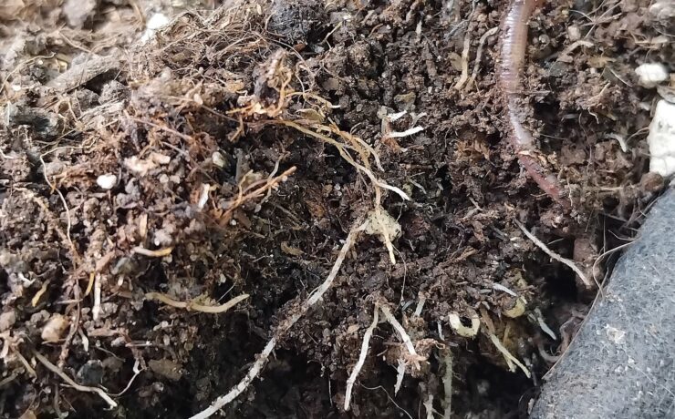 cannabis world news how to grow organic growing An example of soil that has worms inside.