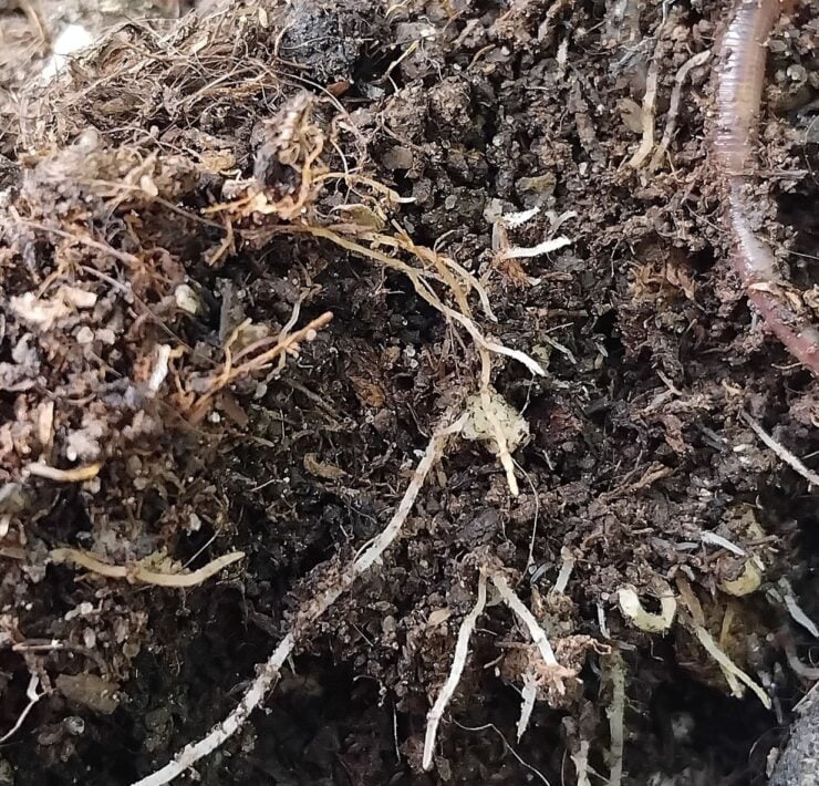 cannabis world news how to grow organic growing An example of soil that has worms inside.
