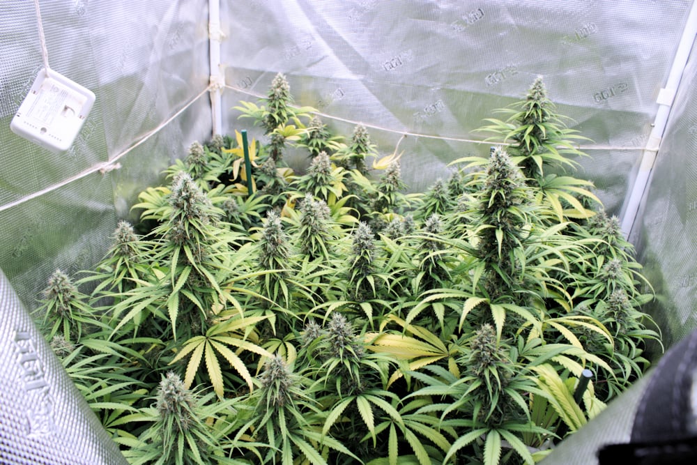 One of My Latest Tents Full of a Malawi Hybrid