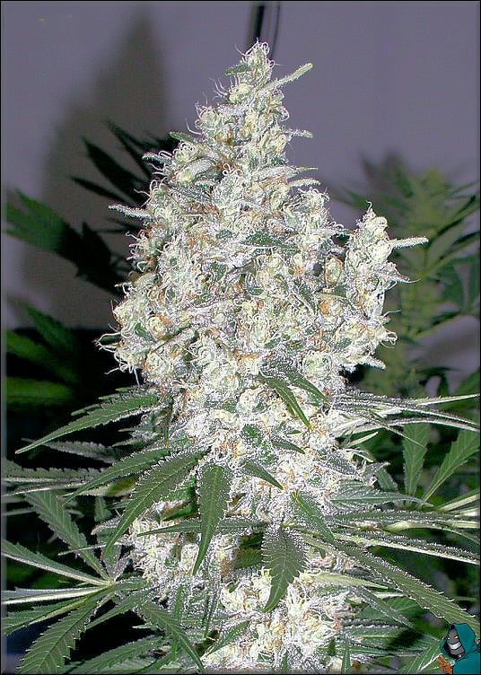 Real Sativas Always Concentrate Trichomes Inwardly Rather Than Spreading Over Leaves – Who Wants to smoke Leaf
