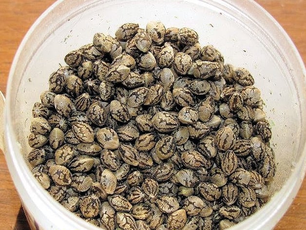 Sativa Seeds Can and Often Do Look Highly Exotic Because They Are