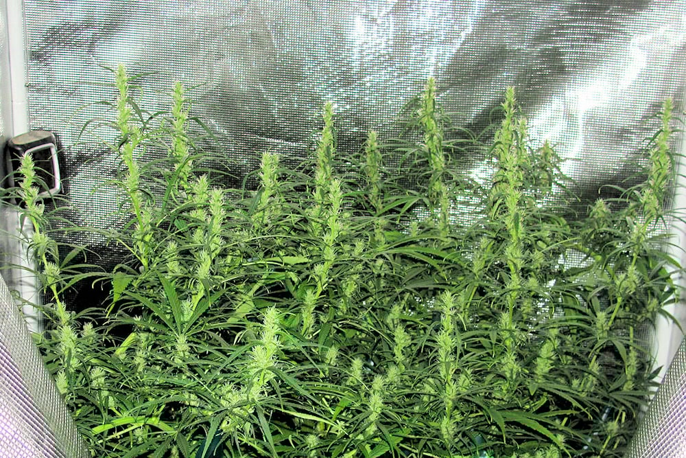 Skilled Sativa Druids are Rarer Than You May Think