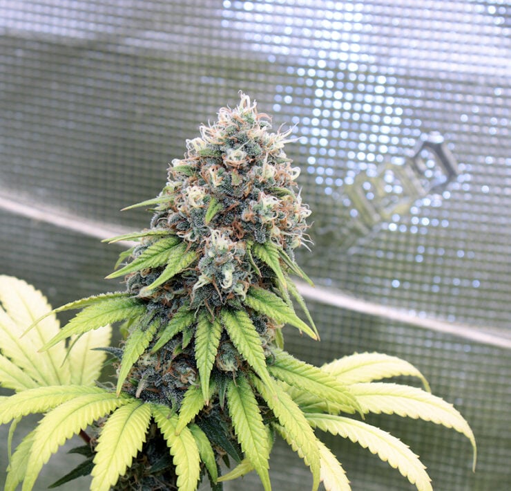 That's Not a Sativa