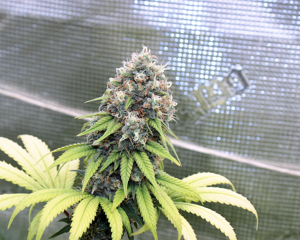 That's Not a Sativa