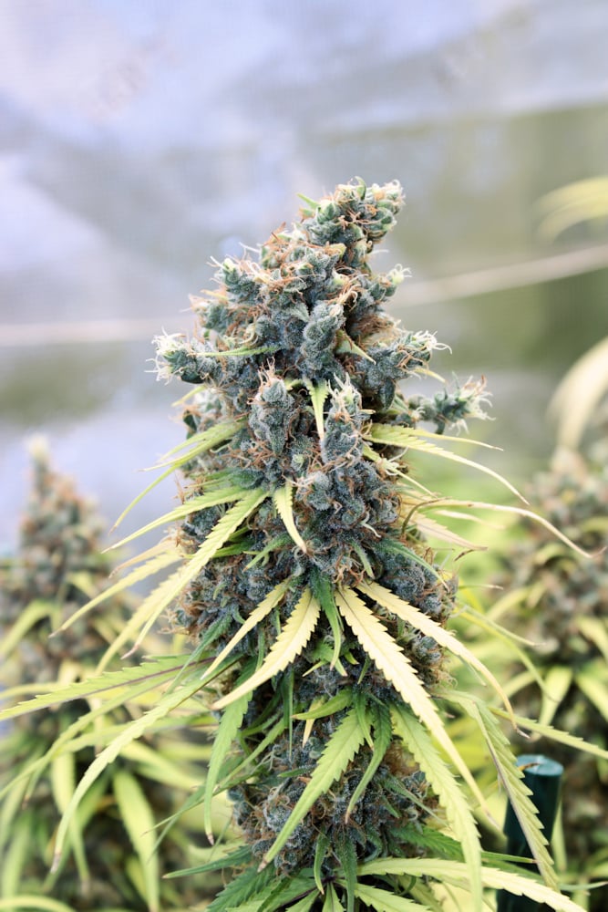 This Soil Mix is Great for Exotics