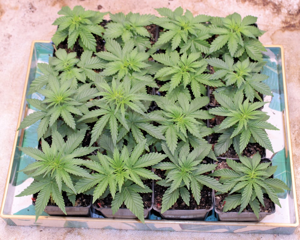 This is a Fine Soil Mix to Use Germinating