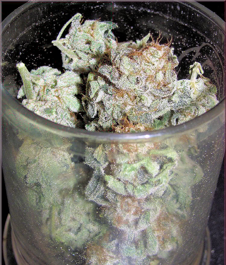 Yup—Even the Most Wicked Weeds Will Smoke a Little Rope-ish Compared to Vaping in the PAX Plus