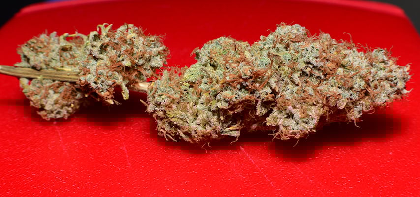 Sativas Cross Very Well with Indica Varieties Indeed