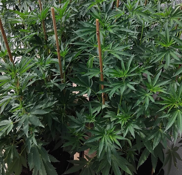 cannabis world news image of cannabis plants