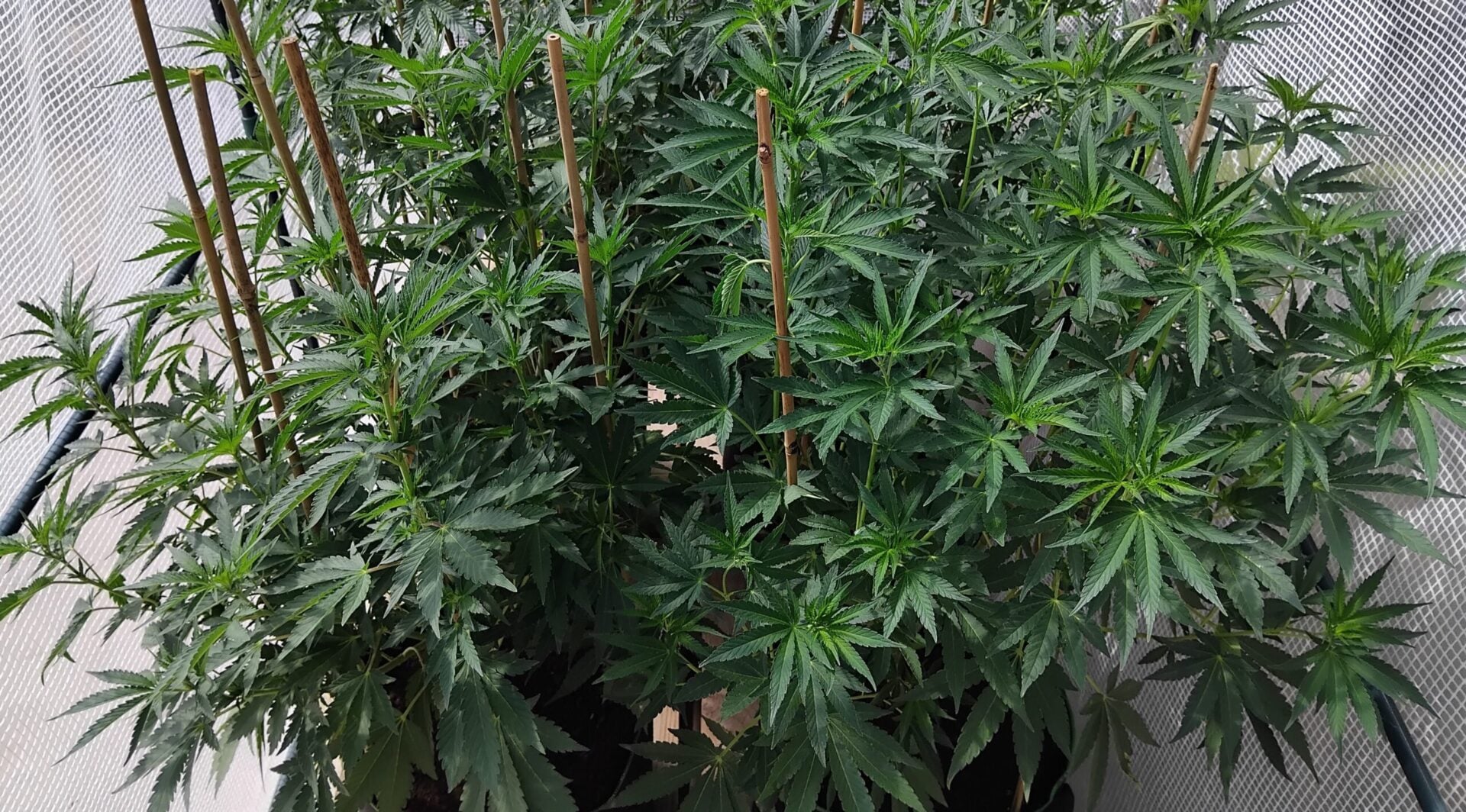 A Beginner's Guide to Topping Cannabis Plants and the Benefits Associated |  Skunk Global