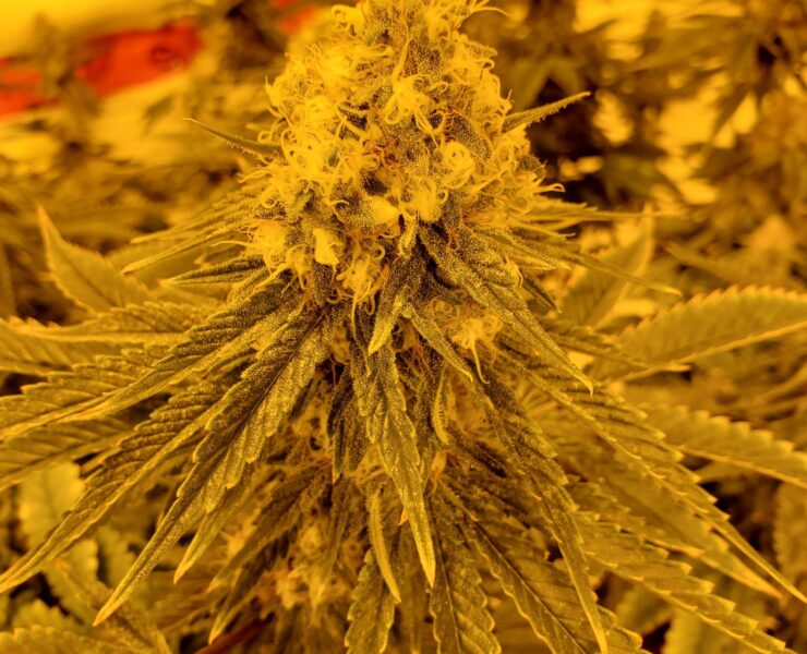 cannabis world news image of froty cannabis bud top Hydroponics is a great way to produce huge indoor yields.