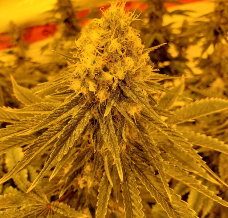cannabis world news image of froty cannabis bud top Hydroponics is a great way to produce huge indoor yields.