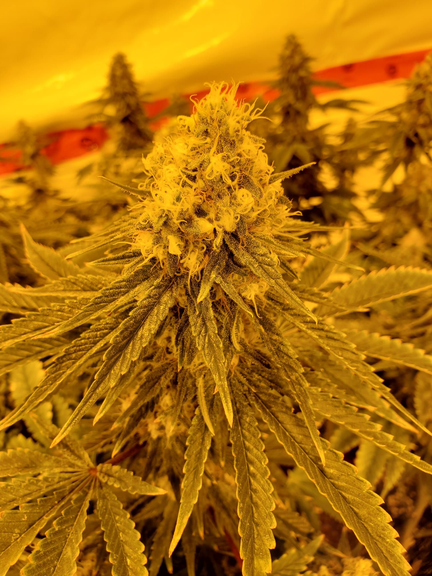 cannabis world news image of froty cannabis bud top Hydroponics is a great way to produce huge indoor yields.