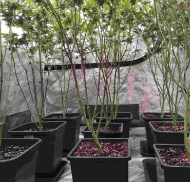 cannabis world news how to grow These plants were stripped and pruned one week before 12/12