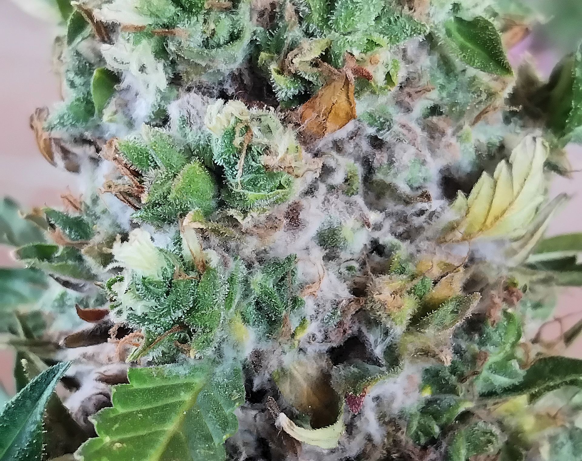 cannabis world news pets and disease This cola has become infected and has a white spider web characteristic.