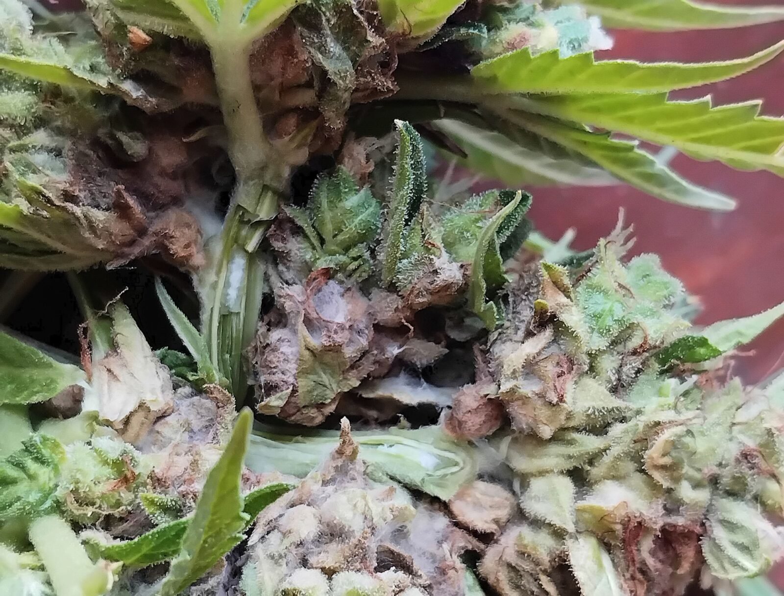 cannabis world news pests and disease image of cannabis plant with mold in the buds