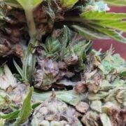 cannabis world news pests and disease image of cannabis plant with mold in the buds